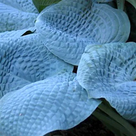 Хоста 'Сапфир Пиллоус' / Hosta 'Sapphire Pillows'-0