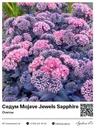 Седум [Очиток] Mojave Jewels Sapphire