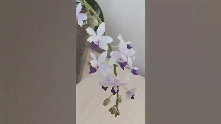 Орхидея Сапфир // Phal.Tzu Chiang Sapphire