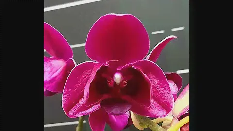 Phalaenopsis I-Hsin Pixie Reds (peloric - 3 lips)