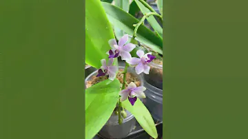 #phalaenopsis Dtps. Tzu Chiang Sapphire🍃🟣🥬🦜🍃
