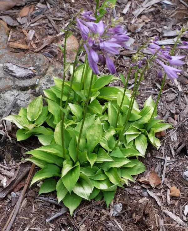 Hosta Yellow Sapphire