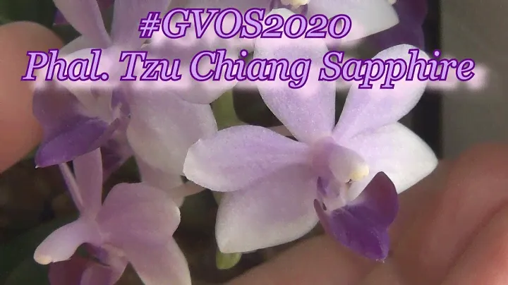 #GVOS2020 Phalaenopsis Tzu Chiang Sapphire