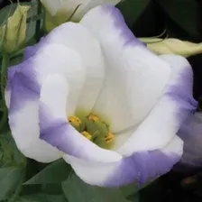 Эустома SAPPHIRE BLUE CHIP - 5 шт.