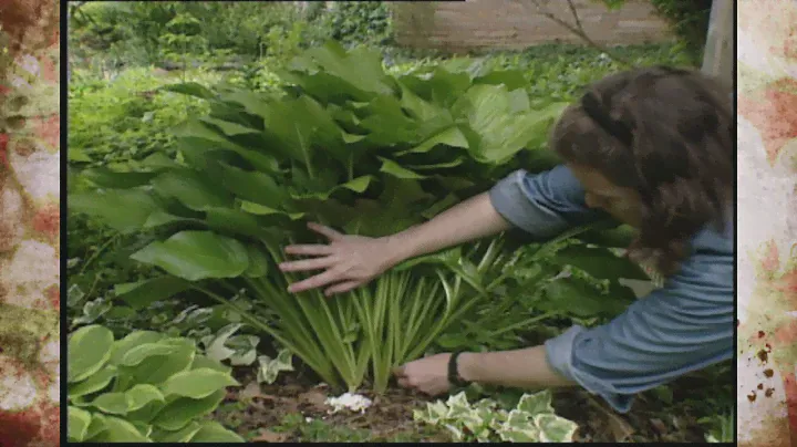 Hostas Care