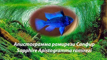 Апистограмма рамирези Сапфир / Sapphire Apistogramma ramirezi