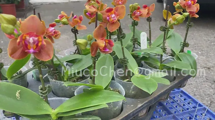 Peloric orchid. 3-lips type