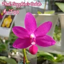 Phal. Sapphire's Galah (=Phal. Purple Martin x violacea indigo) (CU) Mericlone